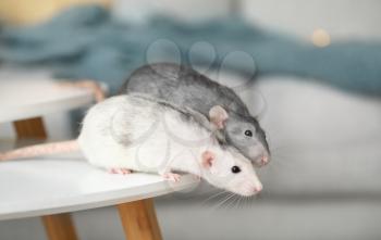 Cute rats on table in room�