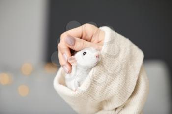 Cute rat sitting in sleeve, closeup�
