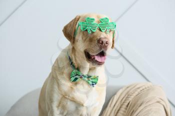 Cute dog sitting in armchair. St. Patrick's Day celebration�