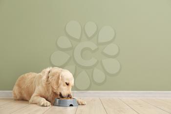 Cute dog eating food from bowl near color wall�