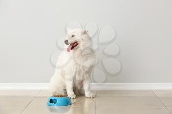 Cute Samoyed dog and bowl with food near light wall�