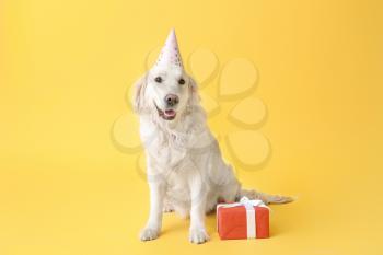 Cute dog in party hat and with gift on color background�