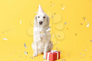 Cute dog in party hat and with gift on color background�