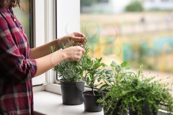 Woman cutting fresh homegrown rosemary on windowsill�