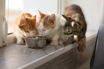 Cute little kittens eating at home�