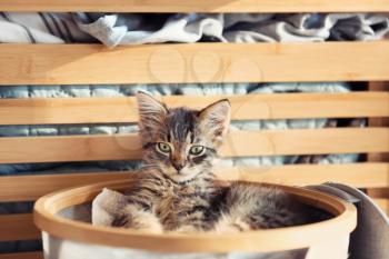 Cute little kitten in basket with dirty linen�