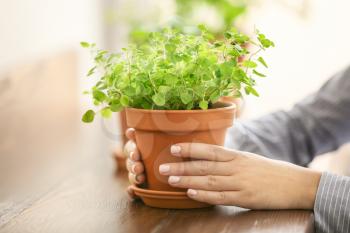 Woman taking pot with fresh oregano from wooden table�