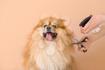 Female groomer taking care of cute dog on color background�