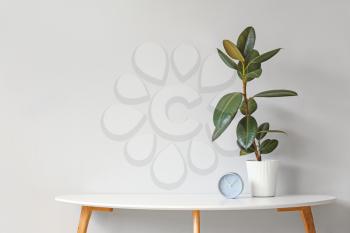 Green houseplant with clock on table against light background�