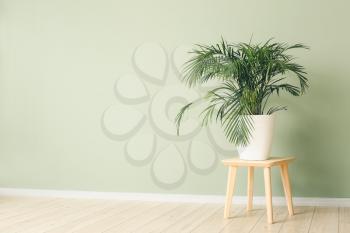 Green palm on table against color wall�