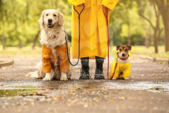 Funny dogs and owner in raincoats walking outdoors�