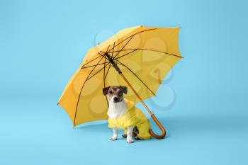 Funny dog in raincoat and with umbrella on color background�