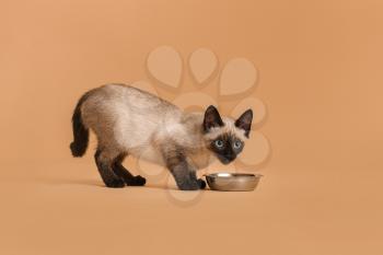 Cute Thai cat eating food from bowl on color background�