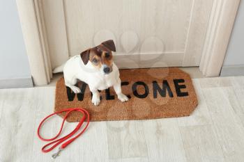 Cute Jack Russel terrier with lead in hall�