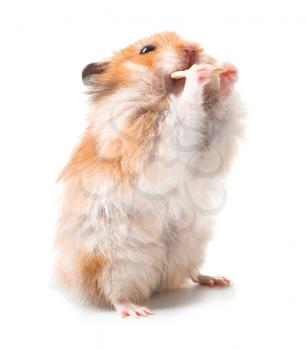 Funny hamster on white background�