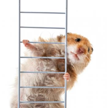Funny hamster with ladder on white background�