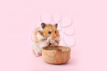 Funny hamster near bowl with food on color background�