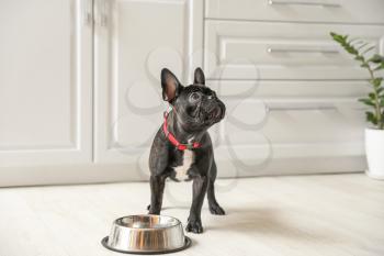 Cute funny dog near bowl with food at home�