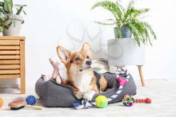 Cute dog with different pet accessories at home�
