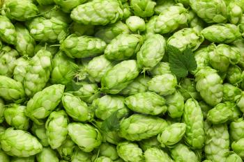 Fresh green hops as background�