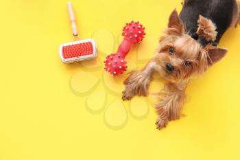 Cute funny dog and pet care accessories on color background�