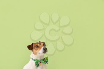 Cute dog with green bowtie on color background. St. Patrick's Day celebration�