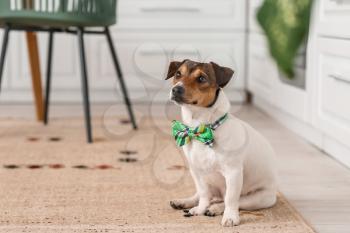 Cute dog with green bowtie at home. St. Patrick's Day celebration�