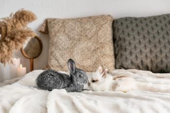 Cute fluffy rabbits on bed�