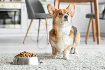 Cute dog near bowl with dry food at home�