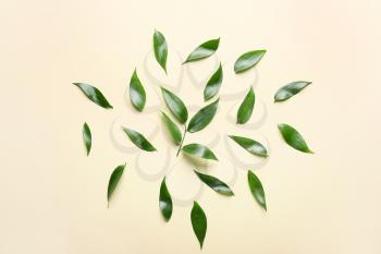 Green tea leaves on color background�