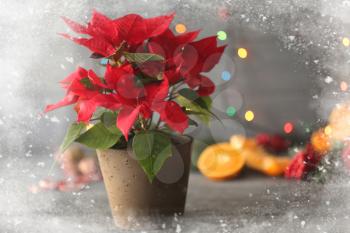 View on Poinsettia in pot through glass window with snow�