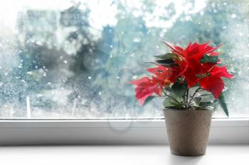 Beautiful poinsettia plant on windowsill�