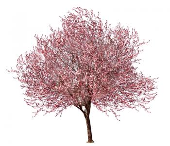 Beautiful blossoming tree on white background�