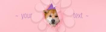 Cute Akita Inu dog visible through hole on color background with space for text�
