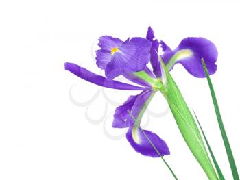 Beautiful blue iris buds isolated on white background.