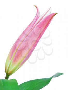 Unblown pink lily flower bud isolated on a white background