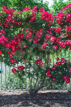 A beautiful rose bush adorning  the fence