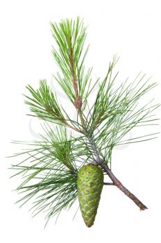 Spruce branch with green cone on a white background