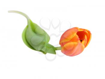 Beautiful orange tulip isolated on white background.Shallow focus