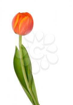 Beautiful orange tulip isolated on white background.Shallow focus