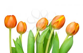 Beautiful orange tulips isolated on white background.
