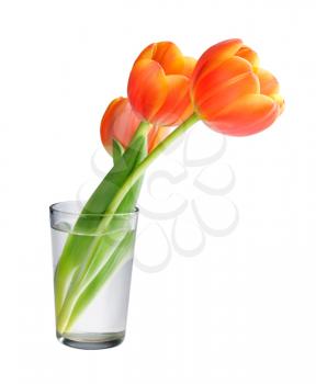 Tulips in the vase isolated on white background