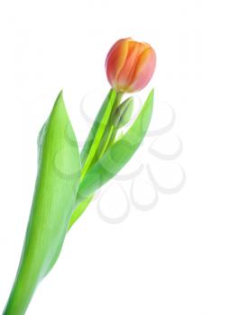 Beautiful tulip with bud isolated on white background