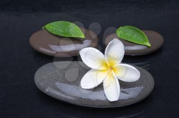 zen stones with frangipani flower on black  background