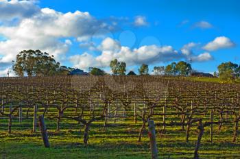Beautiful winter vineyard in the South Australia
