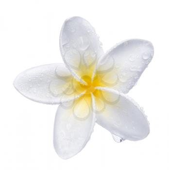 Frangipani plumeria Spa Flower isolated on white 
