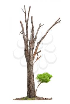 Single old tree and young shoot from one root isolated on white background