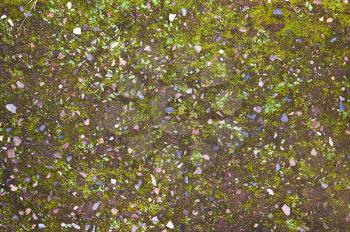 image of a green moss on the ground