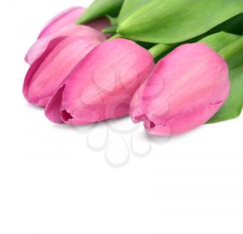 Beautiful pink tulips isolated on white background.With copyspace.
The file has native resolution.Background added to achieve good composition.