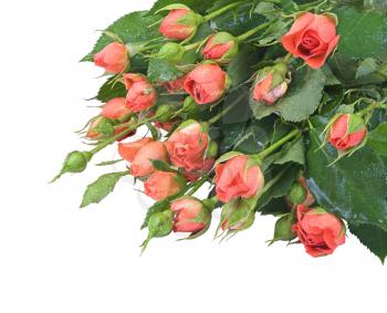 the bunch of small red roses isolated on white  background